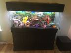 55 gallon fish tank