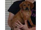 Adopt Romeo a Australian Cattle Dog / Blue Heeler, Mixed Breed
