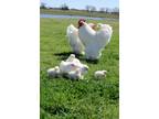 Chickens For Sale - 20 Varieties of Brown or Tinted Egg Laying Pullets (young