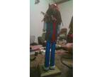 Nutcracker