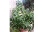 Ghost peppers