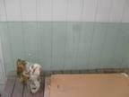 Large Pane Of Glass 7 feet X 34 Inches X 3/4 Inches Thick