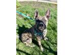 Booker American Pit Bull Terrier Adult Male