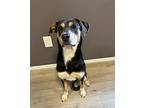 Bumblebee Staffordshire Bull Terrier Adult Female