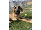 Drax Hound (Unknown Type) Puppy Male