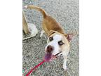 Elmer American Pit Bull Terrier Adult Male