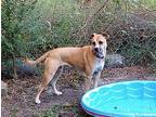 Quenby AKA Quin Labrador Retriever Adult Female