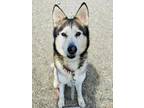 Midnight Husky Adult Male