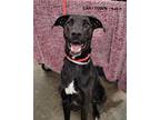 Hardy Labrador Retriever Adult Male