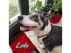 Loki Australian Shepherd Senior Male