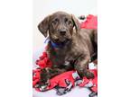 Sushi Doberman Pinscher Young Male