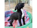 Olly-9012 Schnauzer (Miniature) Puppy Male