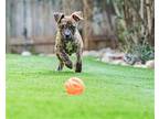 Rhodie Black Mouth Cur Puppy Male