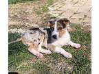 Riley Australian Shepherd Puppy Male