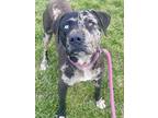 Triton Catahoula Leopard Dog Puppy Male
