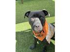 Miss Woof 262-24 American Pit Bull Terrier Adult Female