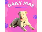 Madge/Daisy Mae Labrador Retriever Adult Female