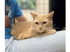 Little Miss Domestic Shorthair Senior Female