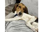 Buckshot Foxhound Adult Male