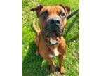 Chopper Boxer Adult Male