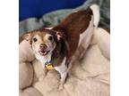 Trix Chihuahua Senior Male