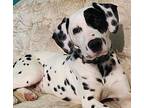 Archer Dalmatian Young Male