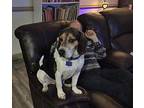 Frazier Granville Beagle Adult Male