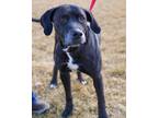 Maverick Labrador Retriever Adult Male