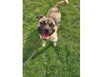 Maddox Pug Young Male