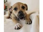 Mantis Terrier (Unknown Type, Medium) Puppy Female
