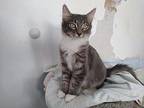Comet and Skye (carol) Domestic Mediumhair Kitten Male