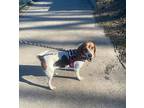Grace Onslow Beagle Young Female