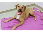 Sandy Rhodesian Ridgeback Adult Female