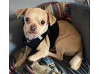 Spencer~ Chihuahua Male