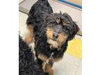 Estrella Bernese Mountain Dog Young Female