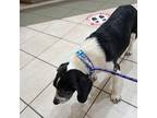Mister George Beagle Adult Male