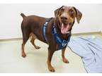 Ryder Doberman Pinscher Adult Male