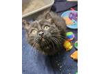 Ranger Domestic Shorthair Kitten Male