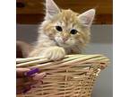 Alec Domestic Mediumhair Kitten Male