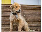 Soybean Collie Puppy Male