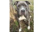 Shasta American Pit Bull Terrier Adult Female