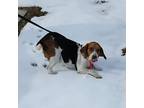 Dilly Warren Beagle Adult Male