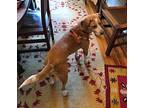 Gobi Suffolk Beagle Adult Male