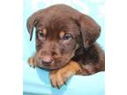 Indiana 39336 Australian Kelpie Puppy Male