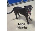 Ma-at HHP Labrador Retriever Adult Male