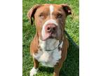 Oscar American Pit Bull Terrier Adult Male