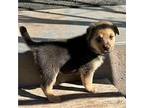 Jasper Shepherd (Unknown Type) Puppy Male