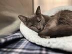 Mei Domestic Shorthair Young Female