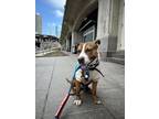 Buck American Pit Bull Terrier Adult Male