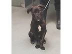 Jamie Puppy Female